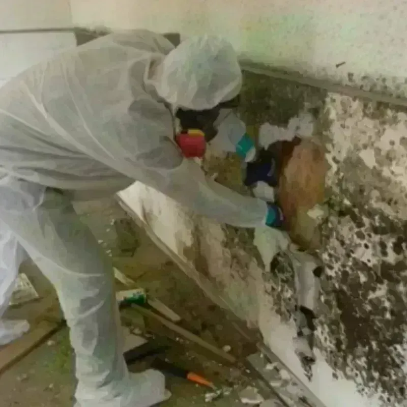 Mold Remediation and Removal in Glade Spring, VA